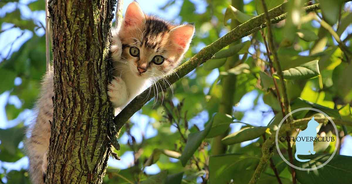 Wie kann man eine Katze davon abhalten auf Bäume zu klettern? -  CatLoversClub